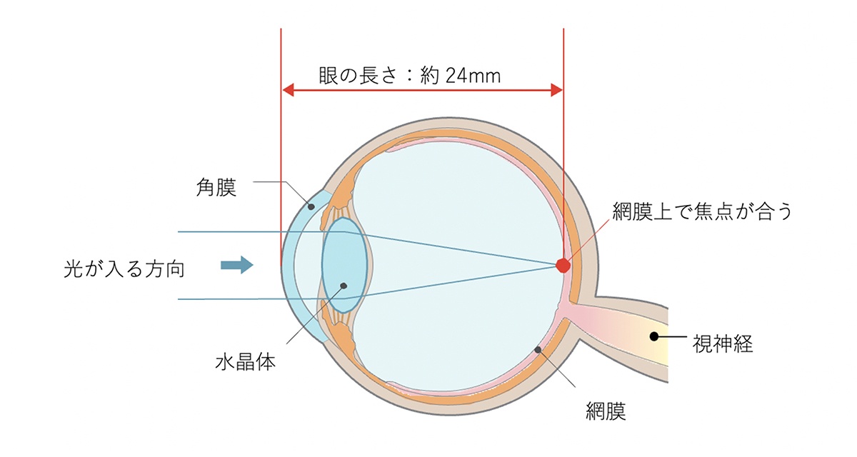 正常な目の断面図